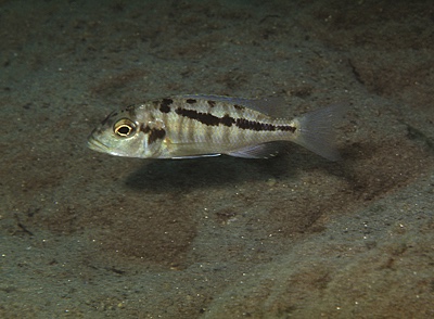 Buccochromis heterotaenia 'Masinje'